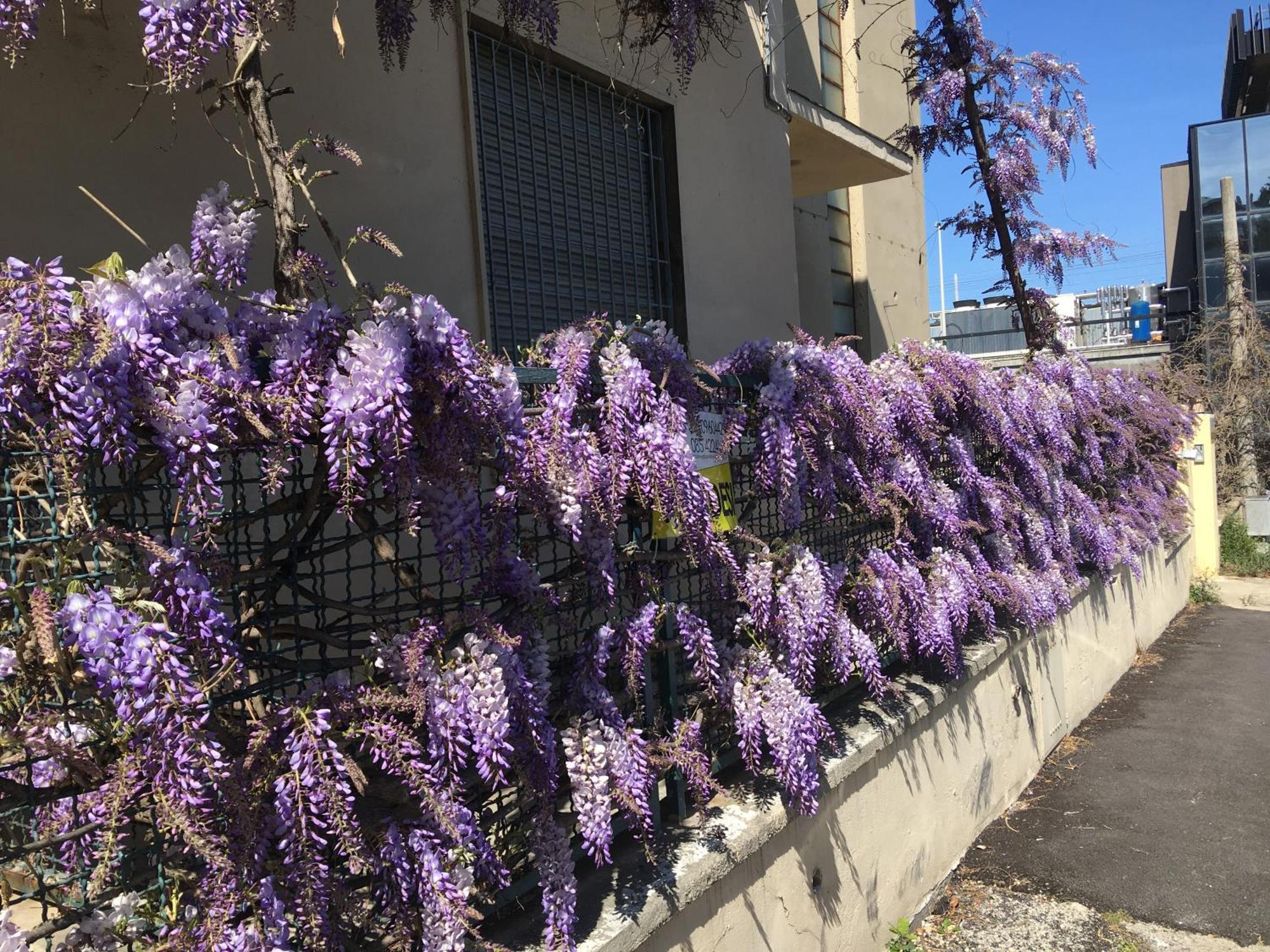 Appartamento il Glicine Pescara Centro Esterno foto